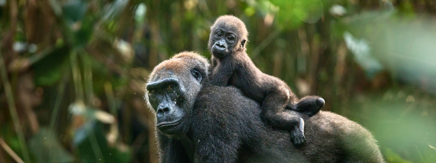 African Parks News Banner