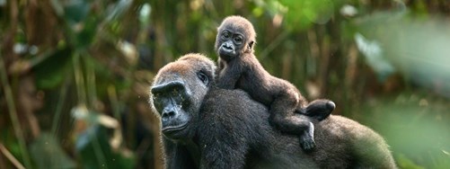 African Parks News Banner