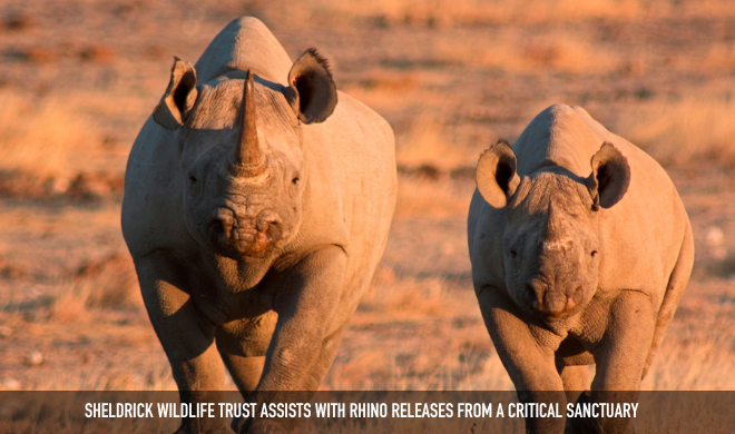 Sheldrick Wildlife Trust Assists With Rhino Releases From A Critical Sanctuary