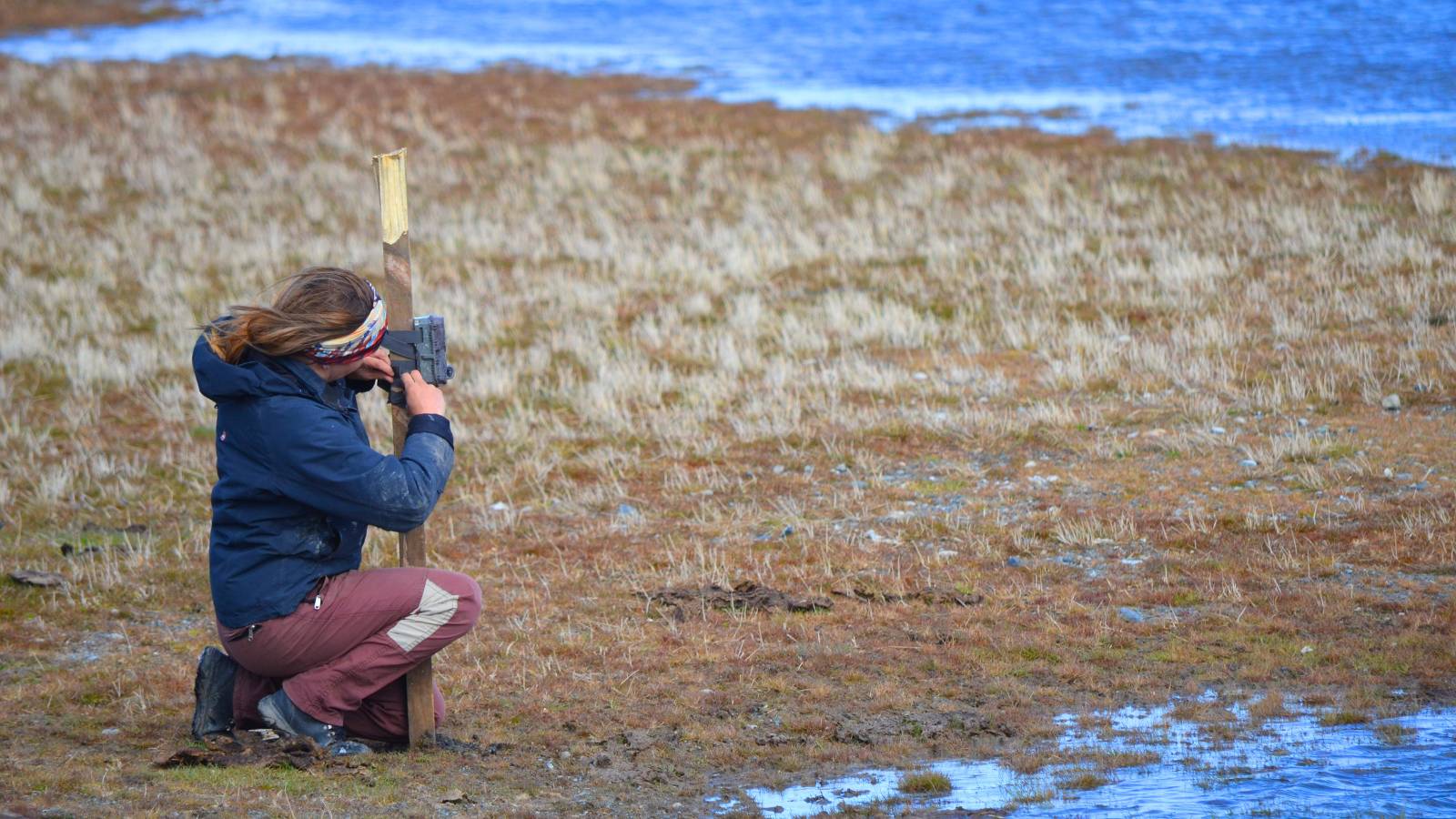 Ruddy Headed Goose Ground Surveys
