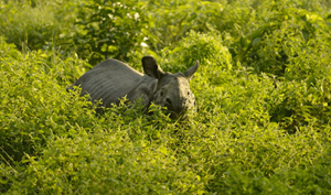 Greater One Horned Rhino2 (1)