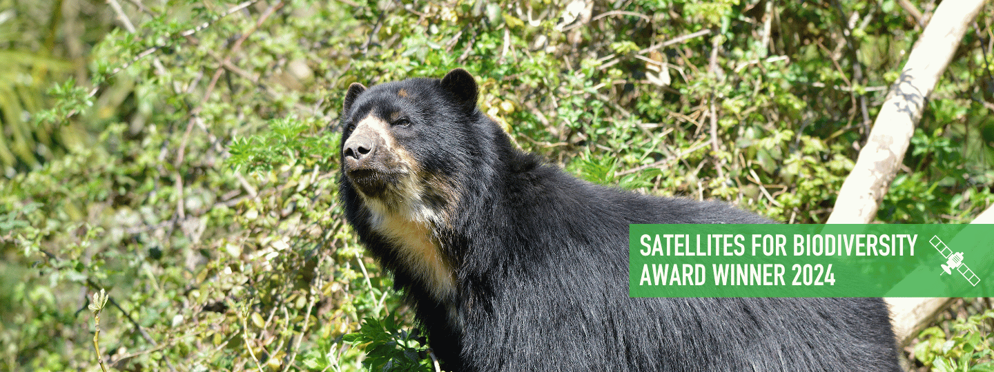 Coexisting with Andean Bears in the Heart of Peru