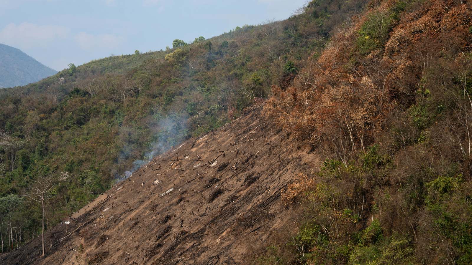 Clouded Leopard Forest Loss