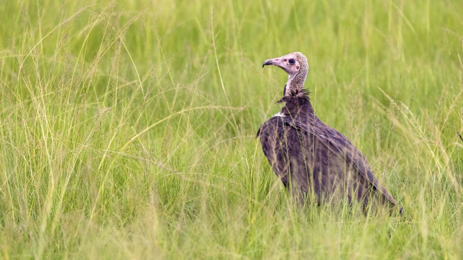 Hooded Vulture, Uganda