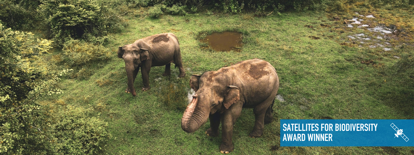 Saving Gentle Giants