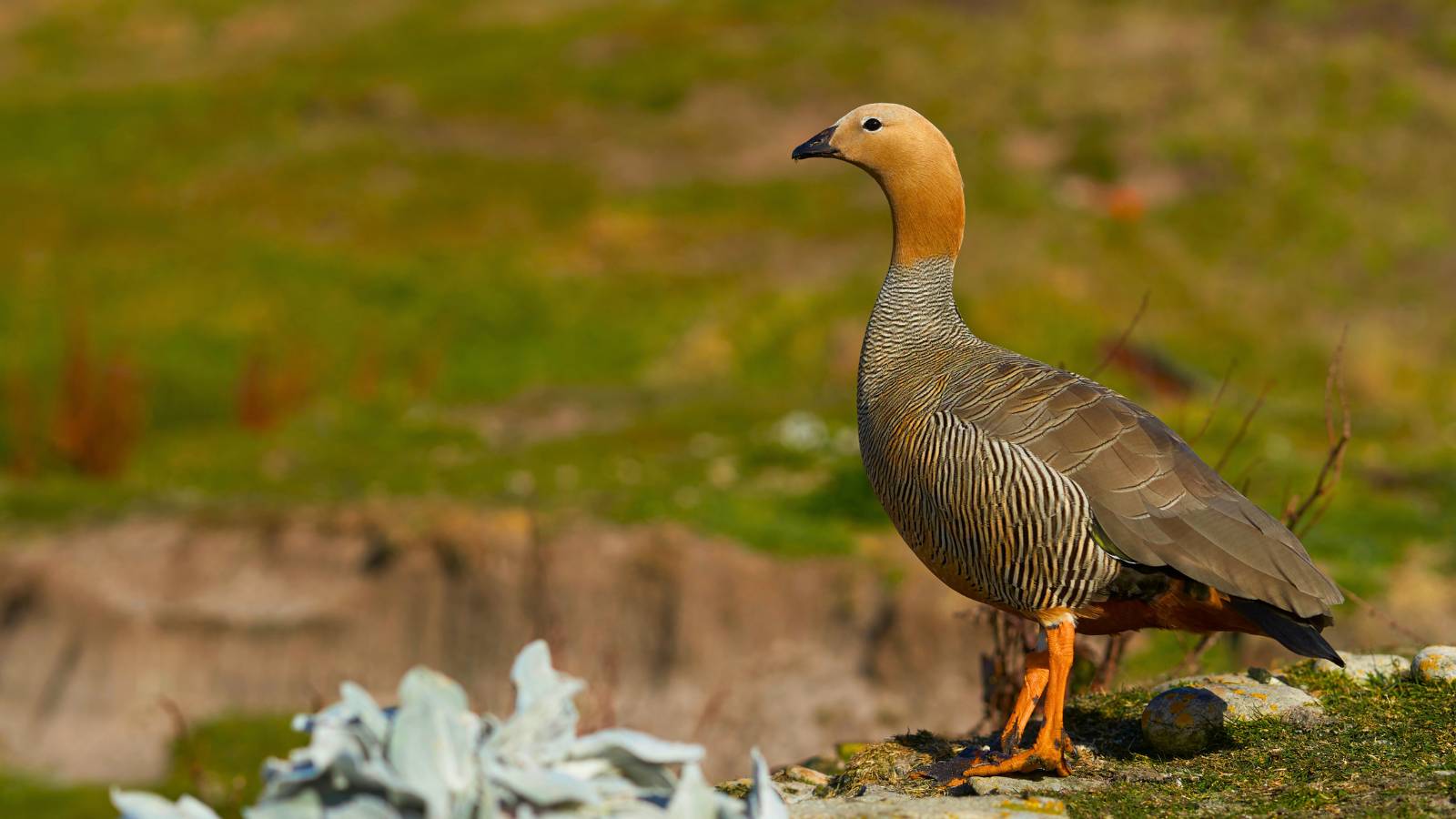 Ruddy Headed Goose (1)