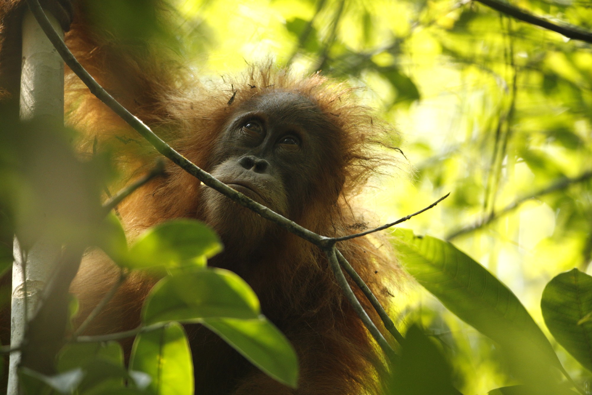 1.1 Key Species Support Beti Female Juvenile