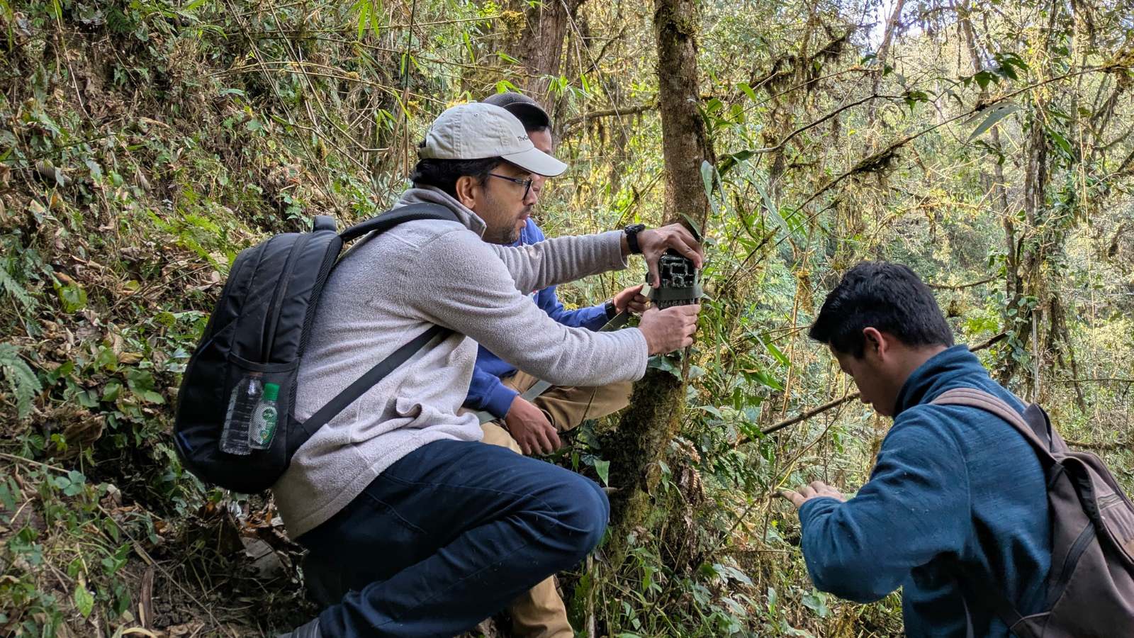 Clouded Leopard Forest Monitoring