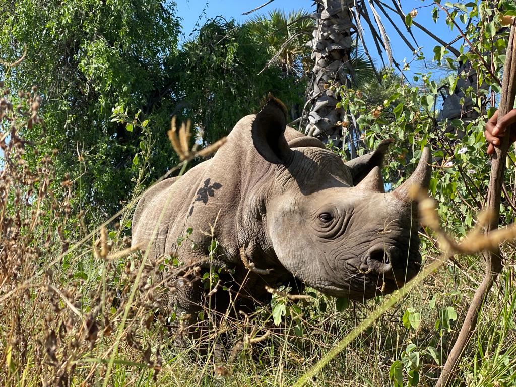 Five ways technology collaborations are helping save rhinos