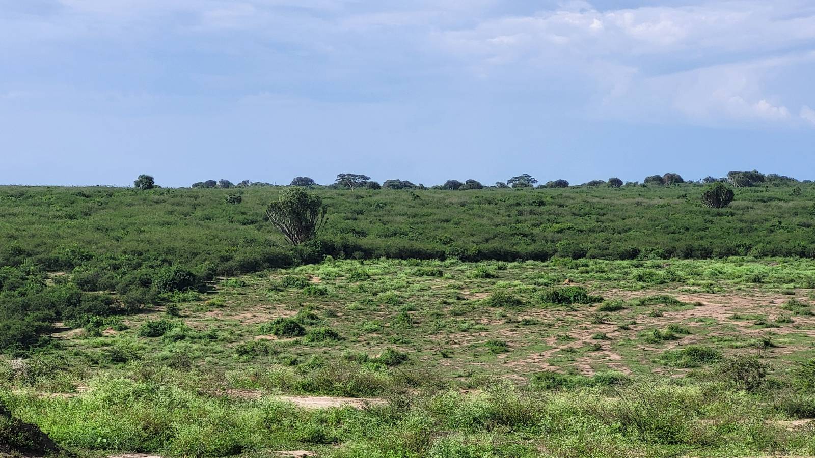 Invasive Species, Uganda