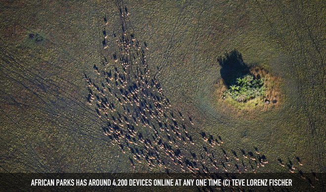 African Parks Has Around 4,200 Devices Online At Any Time