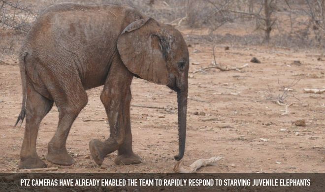 Starving Juvenile Elephants.