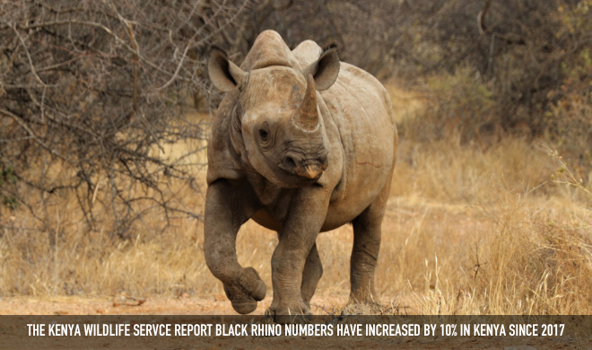 NRT Rhino 10% Increase