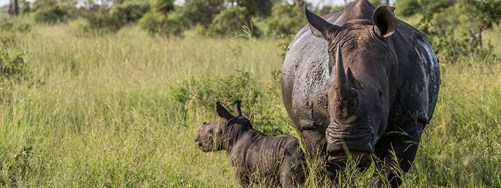 Detailed Project Header Pilot Project South Africa (1)