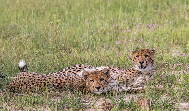 Eastern Sabi Sands, South Africa Cheetahs