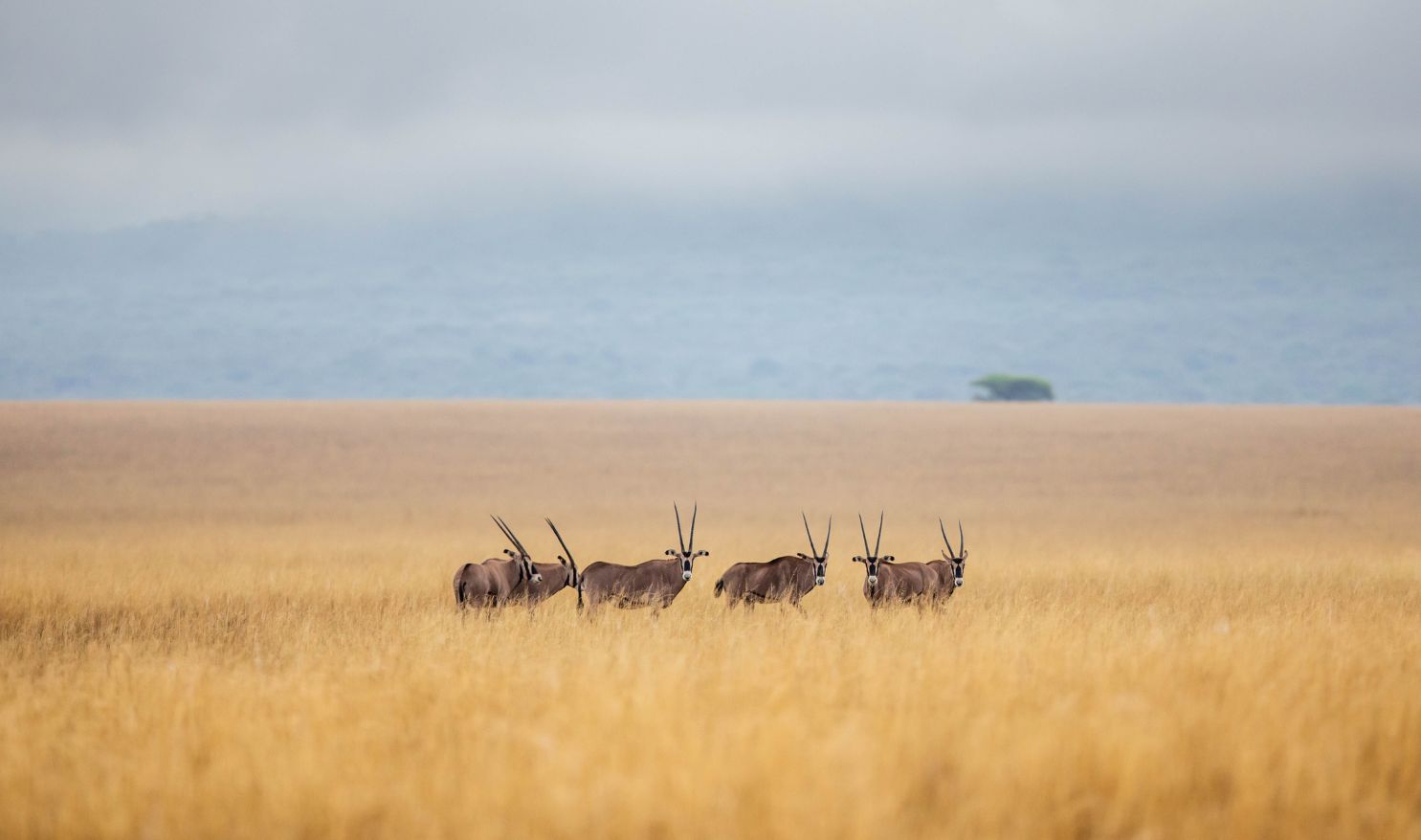 Lora Sensors Could Be Used To Track How Fringed Eared Oryx Are Repsonding To The Rise Of Fencing
