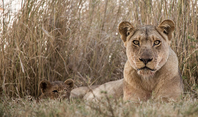 Madikwe, South Africa Lion