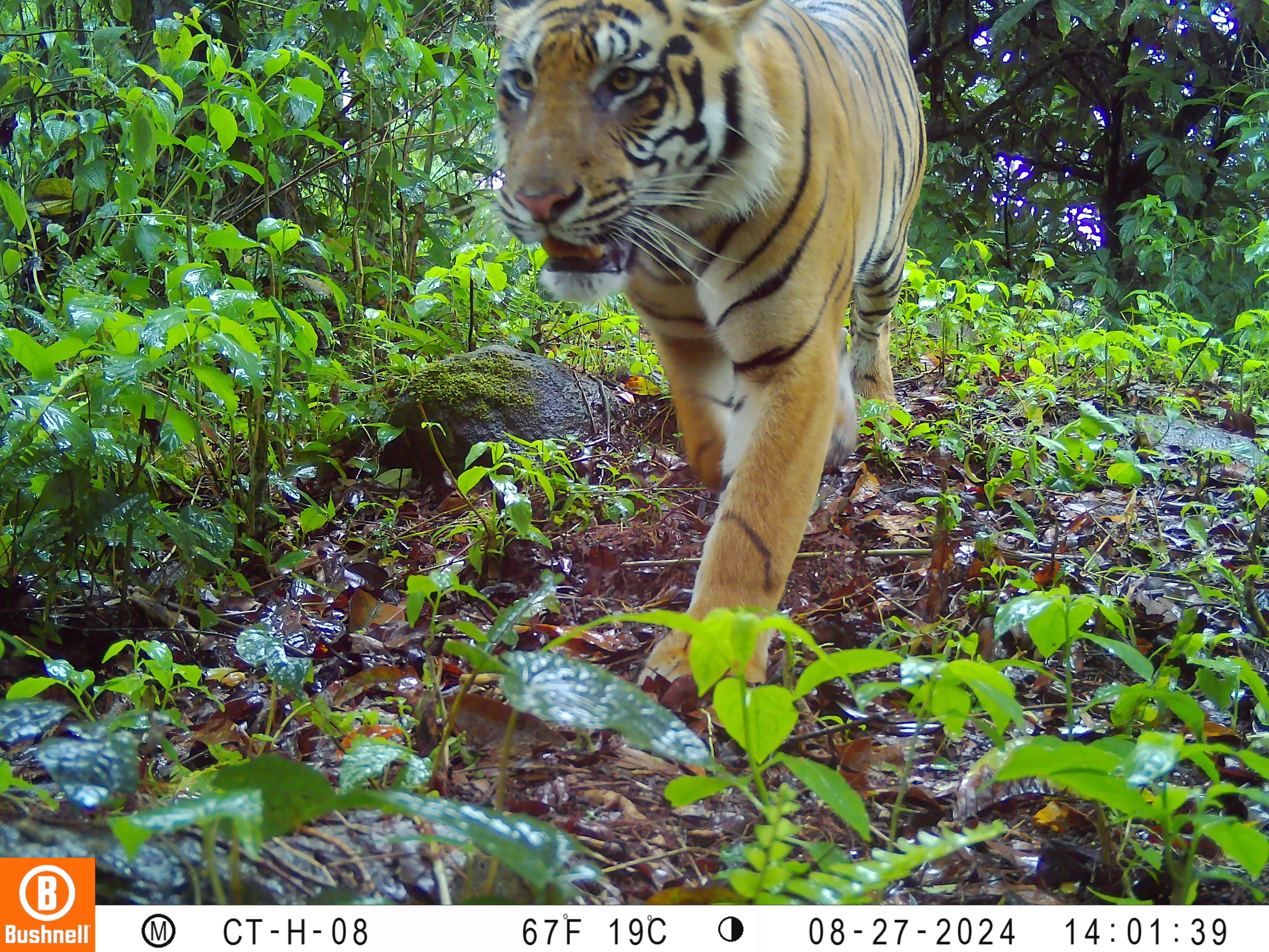 Camera Trap Panthera Tigris Sumatrae