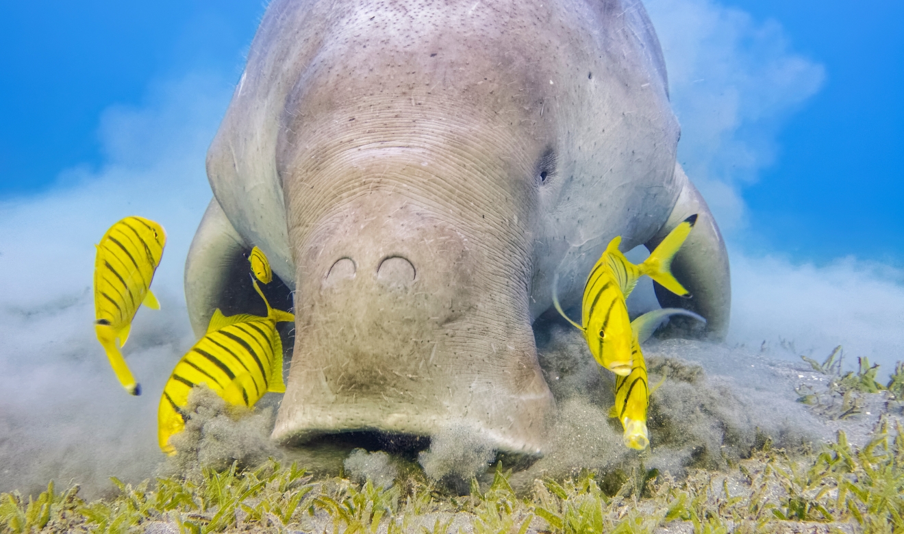 Dugong Crazing On Meadows