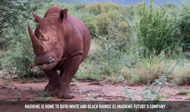Madikwe White Rhino