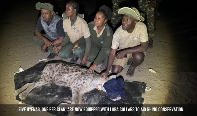 Five Hyenas, One Per Clan, Are Now Equipped With Lora Collars To Aid Rhino Conservation