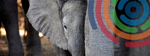 Annual Report Header Image