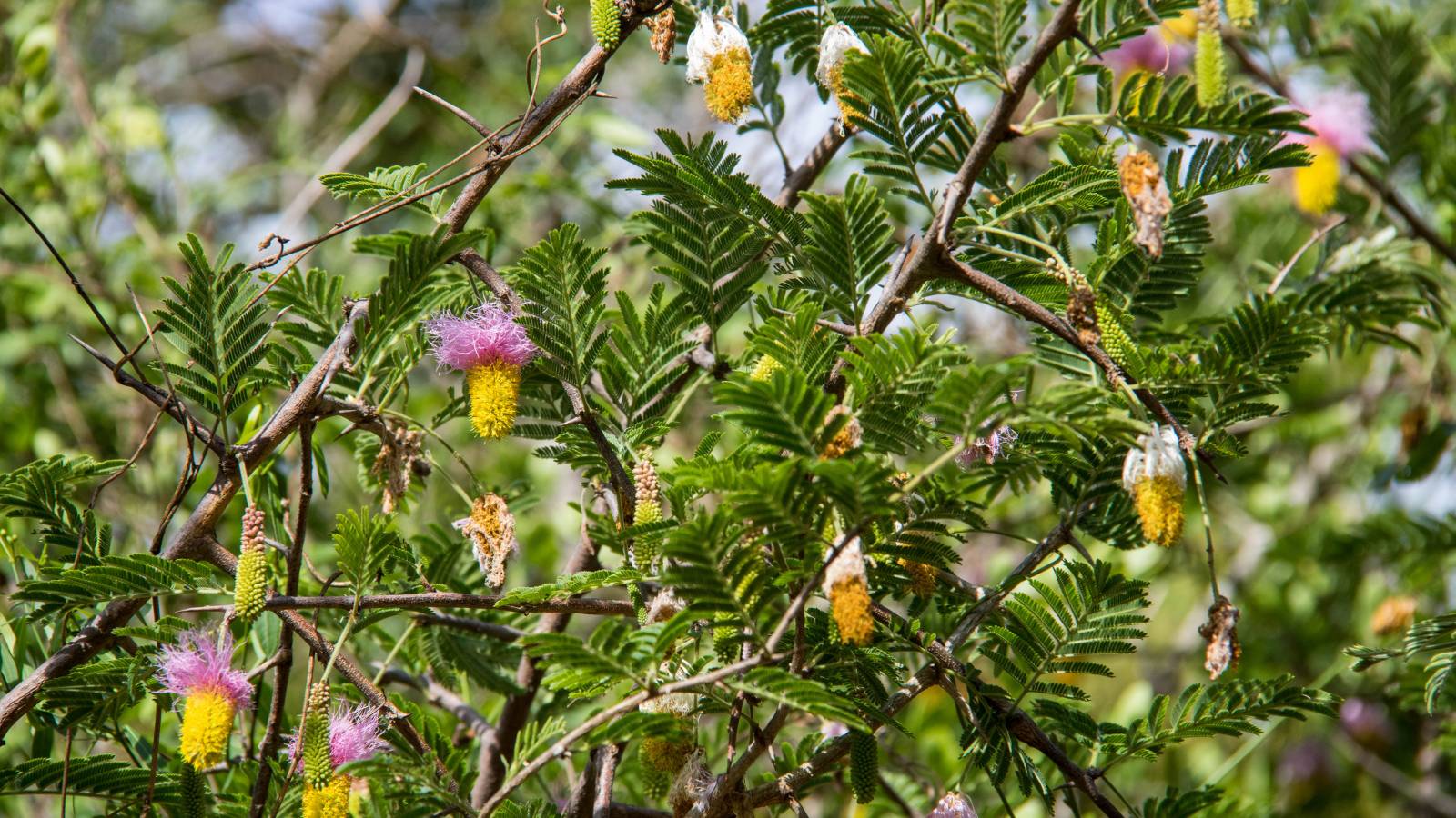 Sickle Bush Tree