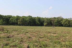 Grassland