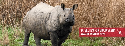 1 Horned Rhino Image (1)