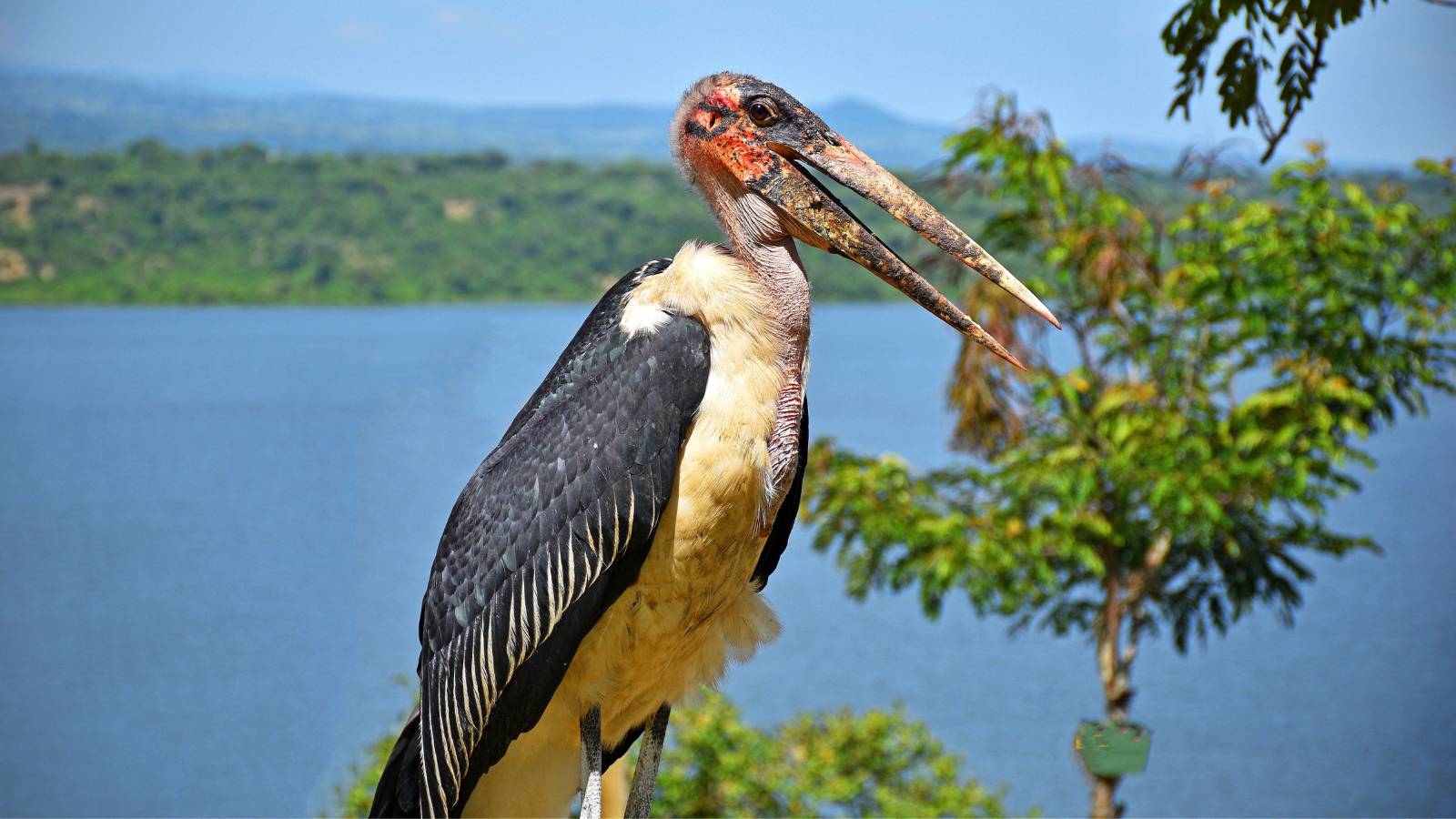 QE Stork